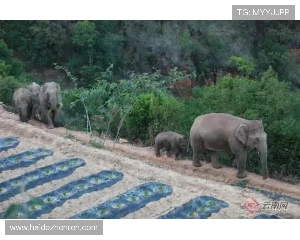 如何选择优质的AG电游登录线路，确保游戏过程中的稳定与安全